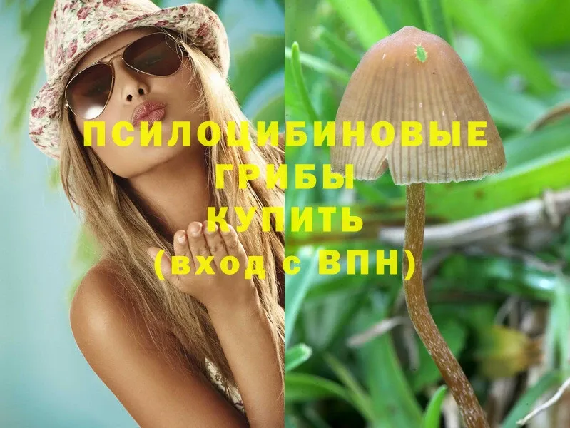 дарнет шоп  OMG как войти  Псилоцибиновые грибы Psilocybine cubensis  Бирск 